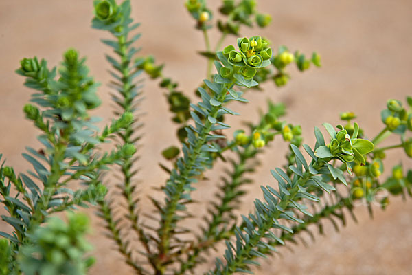 Euphorbia paralias (Strand-Wolfsmilch)