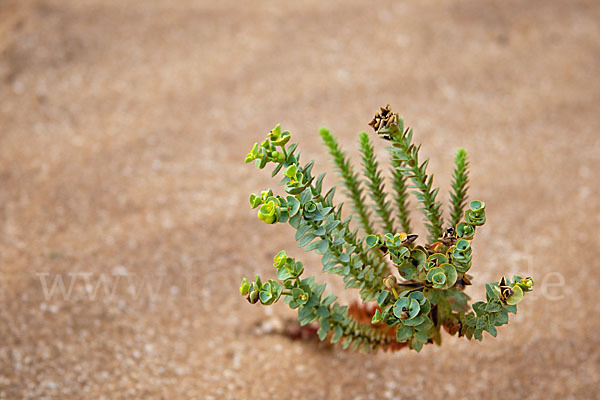 Euphorbia paralias (Strand-Wolfsmilch)