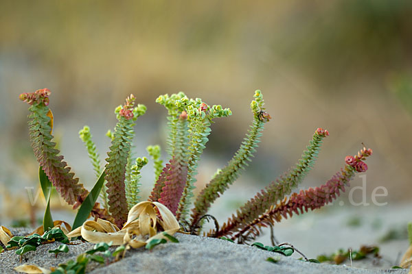 Euphorbia paralias (Strand-Wolfsmilch)