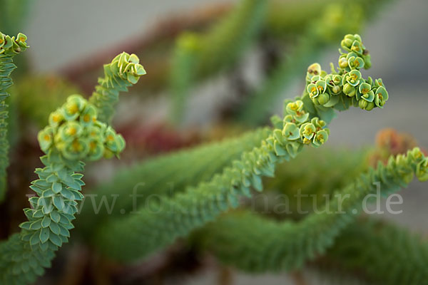 Euphorbia paralias (Strand-Wolfsmilch)