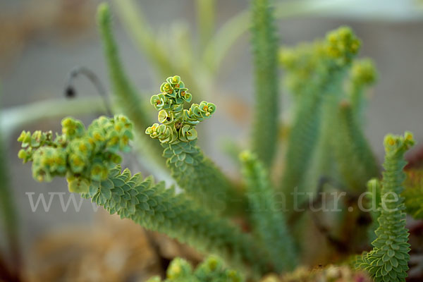 Euphorbia paralias (Strand-Wolfsmilch)