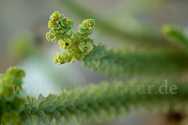 Euphorbia paralias (Strand-Wolfsmilch)