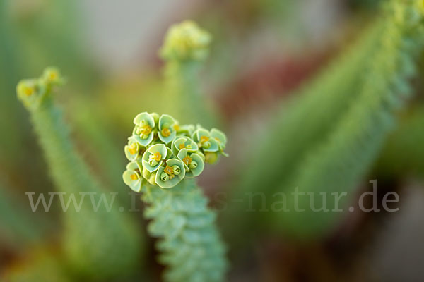 Euphorbia paralias (Strand-Wolfsmilch)