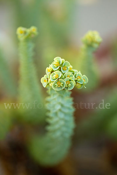 Euphorbia paralias (Strand-Wolfsmilch)