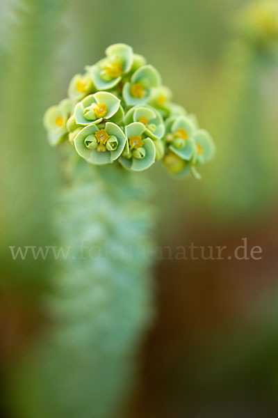 Euphorbia paralias (Strand-Wolfsmilch)