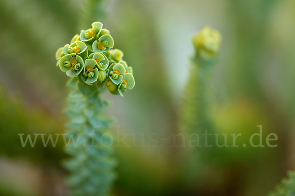 Euphorbia paralias (Strand-Wolfsmilch)