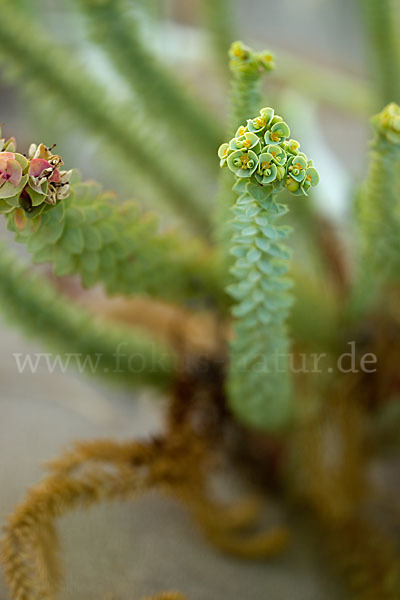 Euphorbia paralias (Strand-Wolfsmilch)