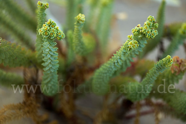 Euphorbia paralias (Strand-Wolfsmilch)