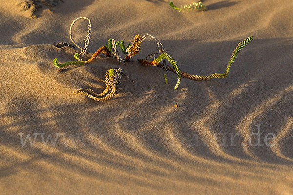 Euphorbia paralias (Strand-Wolfsmilch)