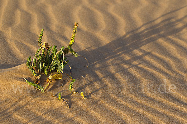 Euphorbia paralias (Strand-Wolfsmilch)