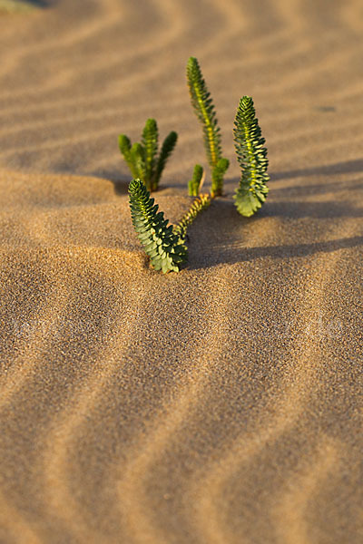 Euphorbia paralias (Strand-Wolfsmilch)