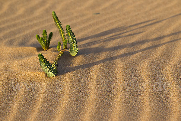 Euphorbia paralias (Strand-Wolfsmilch)