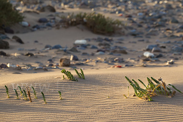 Euphorbia paralias (Strand-Wolfsmilch)