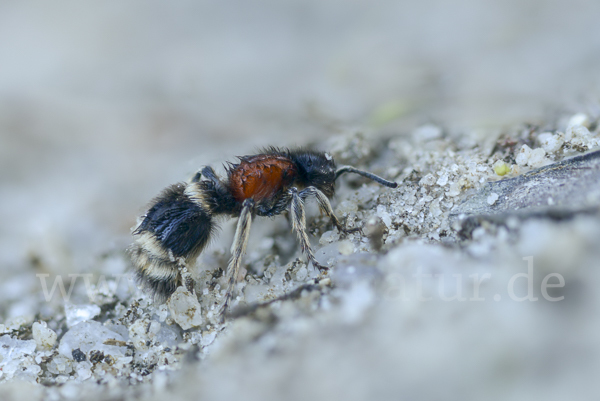 Europäische Ameisenwespe (Mutilla europaea)