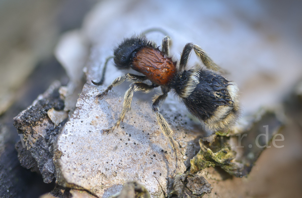 Europäische Ameisenwespe (Mutilla europaea)