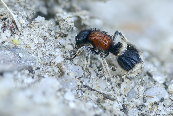 Europäische Ameisenwespe (Mutilla europaea)