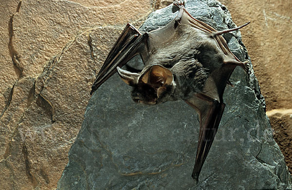 Europäische Bulldoggfledermaus (Tadarida teniotis)