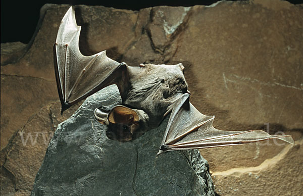 Europäische Bulldoggfledermaus (Tadarida teniotis)