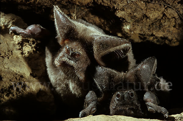 Europäische Bulldoggfledermaus (Tadarida teniotis)