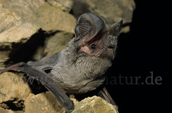 Europäische Bulldoggfledermaus (Tadarida teniotis)