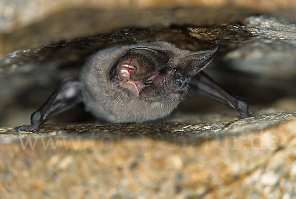 Europäische Bulldoggfledermaus (Tadarida teniotis)