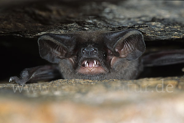 Europäische Bulldoggfledermaus (Tadarida teniotis)