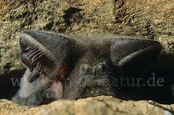 Europäische Bulldoggfledermaus (Tadarida teniotis)