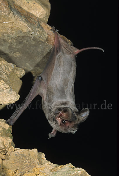 Europäische Bulldoggfledermaus (Tadarida teniotis)