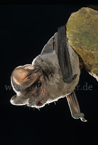 Europäische Bulldoggfledermaus (Tadarida teniotis)