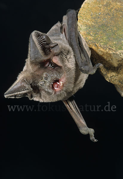 Europäische Bulldoggfledermaus (Tadarida teniotis)