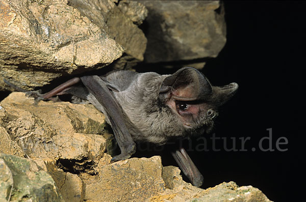 Europäische Bulldoggfledermaus (Tadarida teniotis)