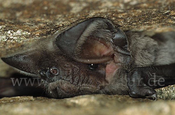 Europäische Bulldoggfledermaus (Tadarida teniotis)