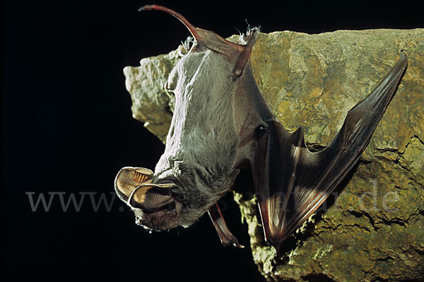 Europäische Bulldoggfledermaus (Tadarida teniotis)