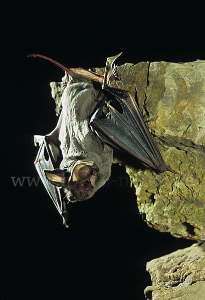 Europäische Bulldoggfledermaus (Tadarida teniotis)