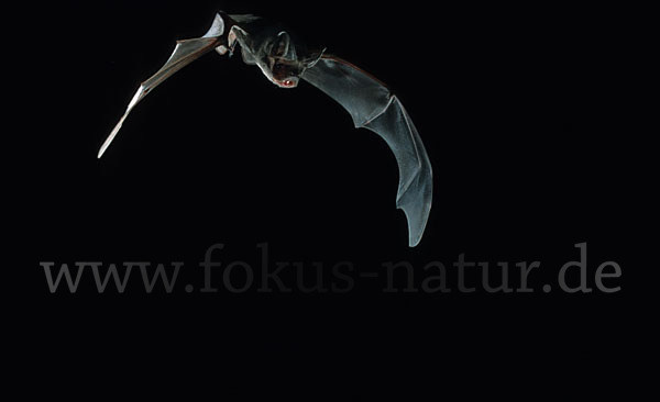 Europäische Bulldoggfledermaus (Tadarida teniotis)