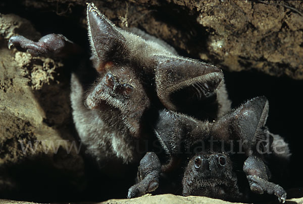 Europäische Bulldoggfledermaus (Tadarida teniotis)