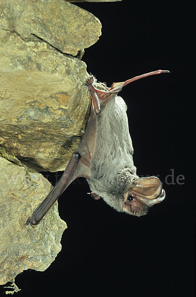 Europäische Bulldoggfledermaus (Tadarida teniotis)