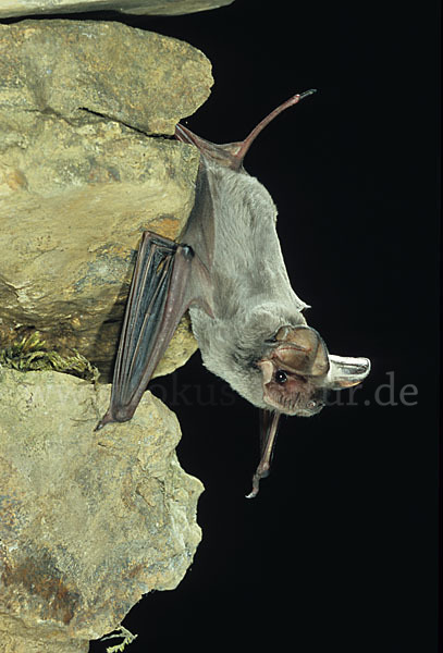 Europäische Bulldoggfledermaus (Tadarida teniotis)