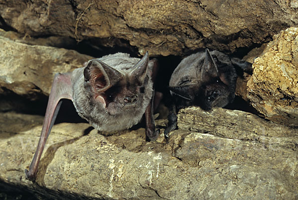 Europäische Bulldoggfledermaus (Tadarida teniotis)