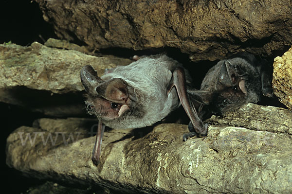 Europäische Bulldoggfledermaus (Tadarida teniotis)