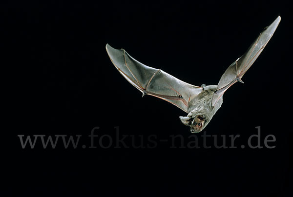 Europäische Bulldoggfledermaus (Tadarida teniotis)