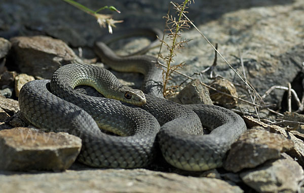 Europäische Eidechsennatter (Malpolon monspessulanus)