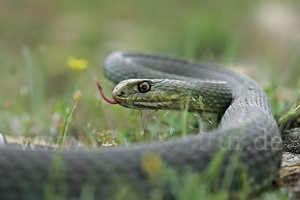 Europäische Eidechsennatter (Malpolon monspessulanus)