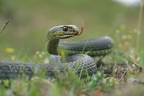 Europäische Eidechsennatter (Malpolon monspessulanus)