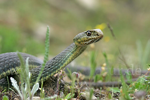 Europäische Eidechsennatter (Malpolon monspessulanus)