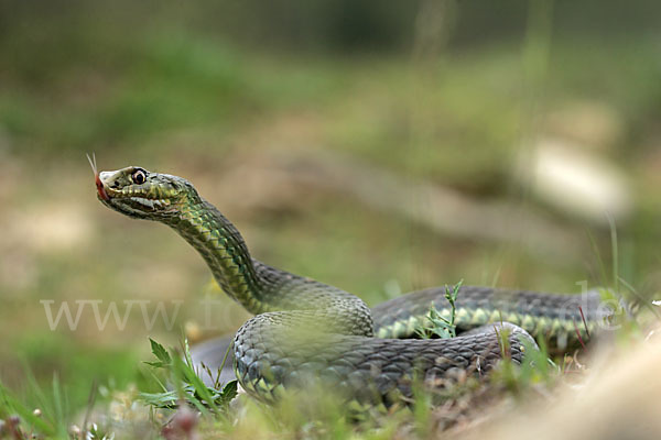 Europäische Eidechsennatter (Malpolon monspessulanus)