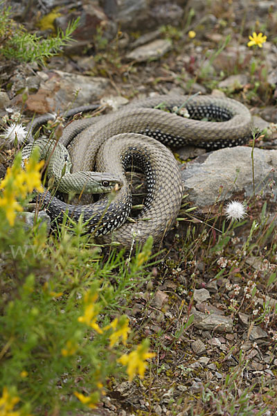 Europäische Eidechsennatter (Malpolon monspessulanus)