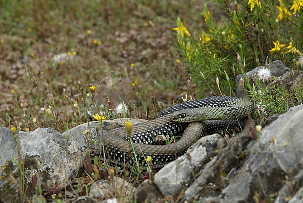 Europäische Eidechsennatter (Malpolon monspessulanus)