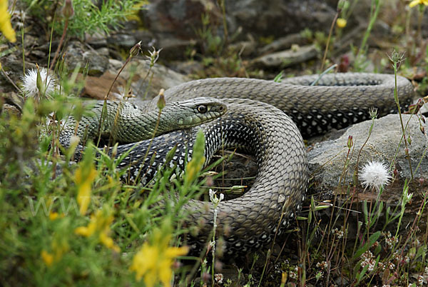 Europäische Eidechsennatter (Malpolon monspessulanus)