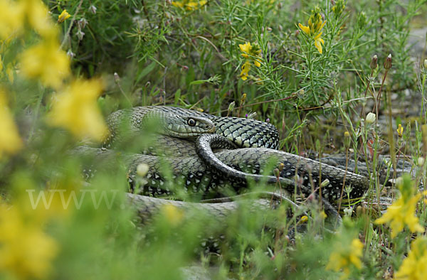 Europäische Eidechsennatter (Malpolon monspessulanus)